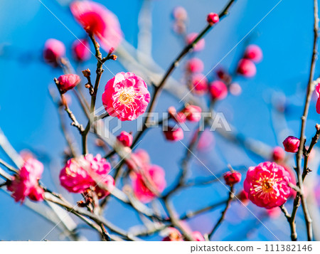 Neat red plum blossoms in full bloom heralding the new year Neat red plum blossoms in full bloom heralding the new year 111382146