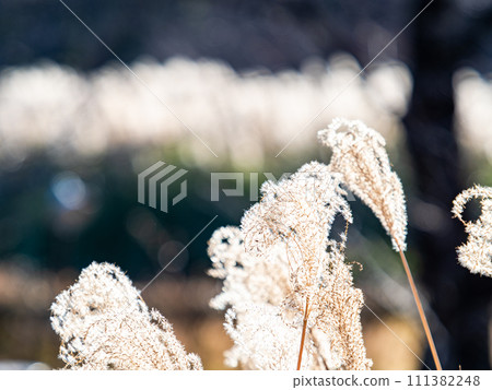 Beautiful pampas grass flower spikes shining in the new spring sun Beautiful pampas grass flower spikes shining in the new spring sun 111382248