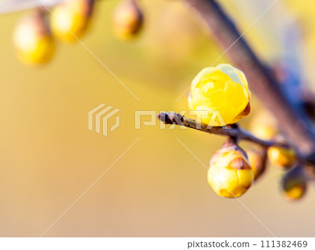 Wintersweet in full bloom in the New Year 111382469