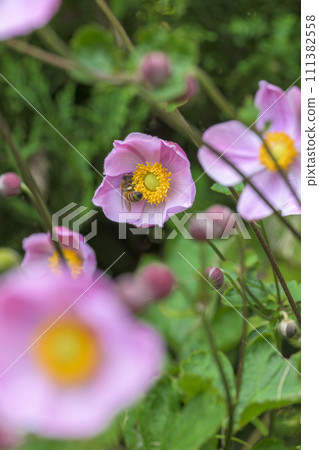 Shumayigiku (Autumn) 111382558