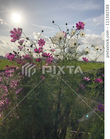 秋天的櫻花~波斯菊~ ・⋆*✿*波斯菊*✿**⋆・ 秋天的櫻花~波斯菊~ ・⋆*✿*波斯菊*✿**⋆・ 111382588