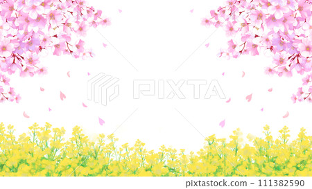 櫻花和油菜花田白色背景透明16:9 櫻花和油菜花田白色背景透明16:9 111382590