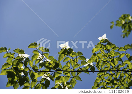 白山律師的花 111382629