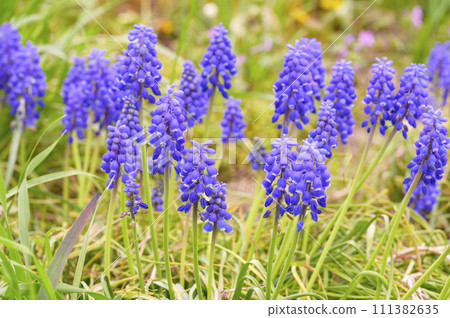 Muscari blooms like a bell Muscari blooms like a bell 111382635