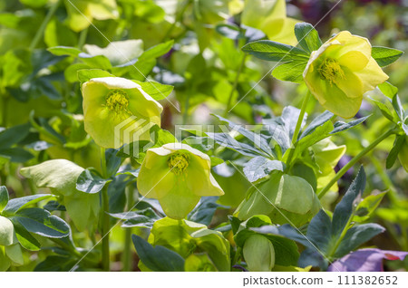 Hellebore (christmas rose) Hellebore (christmas rose) 111382652
