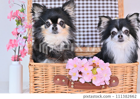 Two Chihuahuas in a basket Sakura Spring 111382662