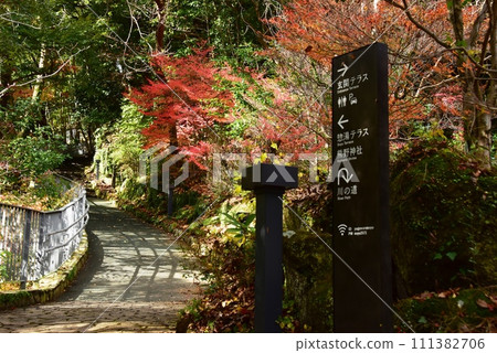 湯河原鎮萬葉公園湯河原宗湯步道、色彩繽紛的秋葉和方向 湯河原鎮萬葉公園湯河原宗湯步道、色彩繽紛的秋葉和方向 111382706