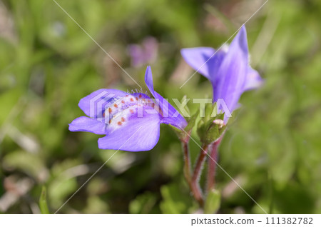 紫色苔蘚（紫鷺苔蘚）開出可愛的紫色花朵 111382782