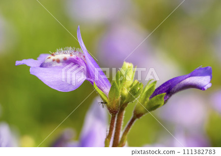 紫色苔蘚（紫鷺苔蘚）開出可愛的紫色花朵 111382783