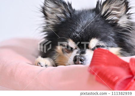 Close-up of a cute Chihuahua slumbering on a cushion with a red ribbon Close-up of a cute Chihuahua slumbering on a cushion with a red ribbon 111382939