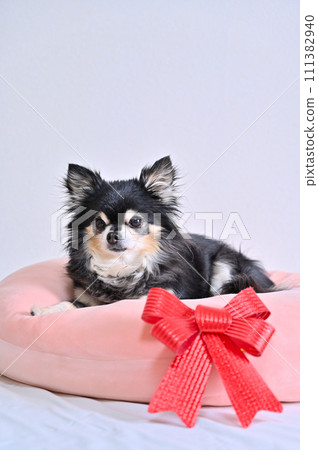 A cute Chihuahua relaxing on a cushion with a red ribbon A cute Chihuahua relaxing on a cushion with a red ribbon 111382940