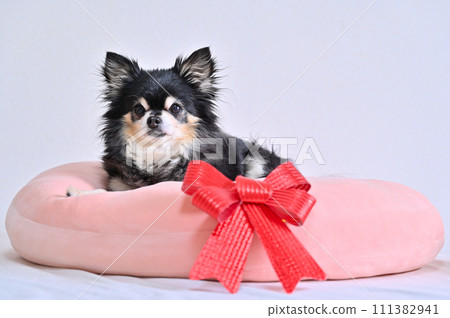 A cute Chihuahua relaxing on a cushion with a red ribbon 111382941