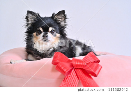 A cute Chihuahua relaxing on a cushion with a red ribbon 111382942