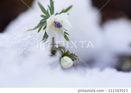 A setsubunsou that looks like a parent and child peeking out from the snow A setsubunsou that looks like a parent and child peeking out from the snow 111383023