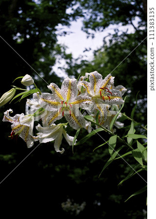 Wild lily Wild lily 111383135