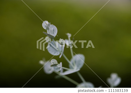 Eucalyptus leaves Eucalyptus leaves 111383139