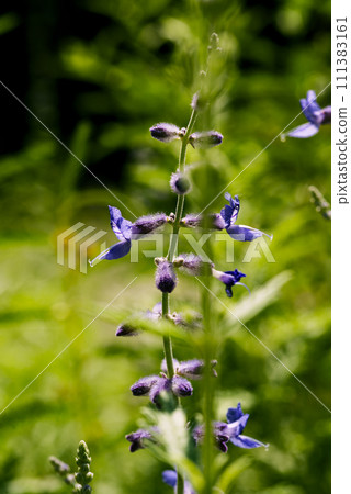 Lavender sage 111383161