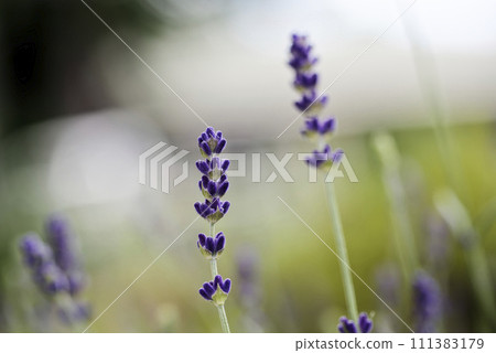 Lavender sage 111383179