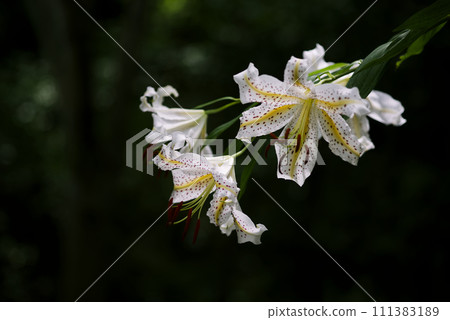  Wild lily 111383189