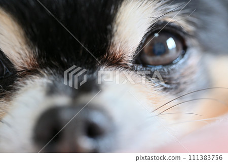 Senior Chihuahua up 111383756