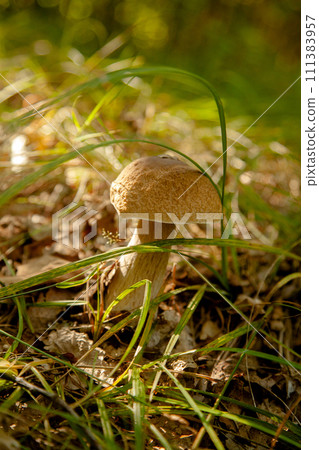 Boletus mushroom in the wild. Porcini mushroom grows on the forest floor at autumn season.. Boletus mushroom in the wild. Porcini mushroom grows on the forest floor at autumn season.. 111383957