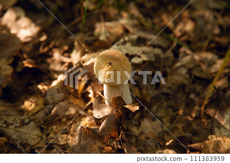 Single Boletus mushroom in the wild. Porcini mushroom grows on the forest floor at autumn season.. Single Boletus mushroom in the wild. Porcini mushroom grows on the forest floor at autumn season.. 111383959
