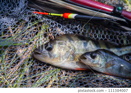 Common perch or European perch (Perca Fluviatilis) with float rod on black fishing net.. 111384007