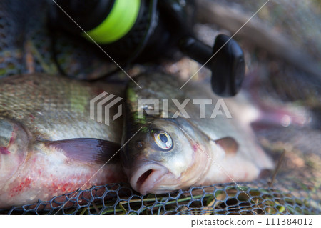 Two big freshwater common bream commonly known as Abramis Brama and fishing rod with reel on black fishing net.. 111384012