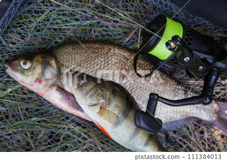 Big freshwater common bream (Abramis brama), common perch or European perch (Perca Fluviatilis) and fishing rod with reel on black fishing net.. 111384013
