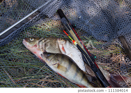 Assort kinds of fish - freshwater common bream, common perch or European perch, white bream or silver bream with float rod on black fishing net.. Assort kinds of fish - freshwater common bream, common perch or European perch, white bream or silver bream with float rod on black fishing net.. 111384014