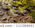 Spring source 111384041