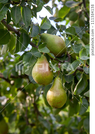 Shiny delicious pears hanging from a tree branch in the orchard.. Shiny delicious pears hanging from a tree branch in the orchard.. 111384138