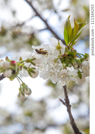 Close up view of working honeybee on white flower of sweet cherry tree. Collecting pollen and nectar to make sweet honey. Close up view of working honeybee on white flower of sweet cherry tree. Collecting pollen and nectar to make sweet honey. 111384203