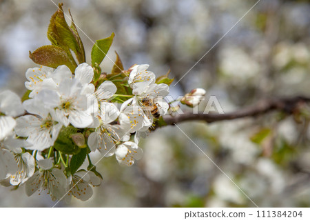 Close up view of working honeybee on white flower of sweet cherry tree. Collecting pollen and nectar to make sweet honey. 111384204