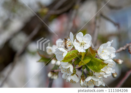 Close up view of working honeybee on white flower of sweet cherry tree. Collecting pollen and nectar to make sweet honey. Close up view of working honeybee on white flower of sweet cherry tree. Collecting pollen and nectar to make sweet honey. 111384206