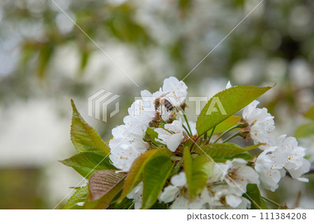 Close up view of working honeybee on white flower of sweet cherry tree. Collecting pollen and nectar to make sweet honey. Close up view of working honeybee on white flower of sweet cherry tree. Collecting pollen and nectar to make sweet honey. 111384208