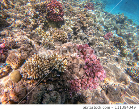 Underwater life of reef with close up view of corals and tropical fish. Coral Reef at the Red Sea, Egypt. 111384349