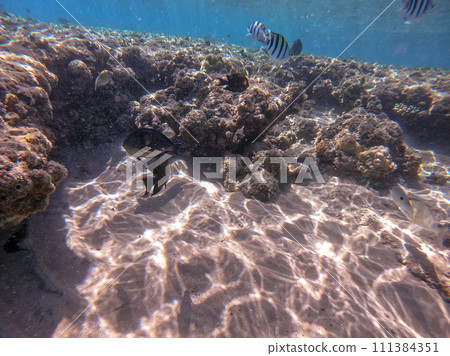 Surgeon fish or sohal tang fish (Acanthurus sohal) at the Red Sea coral reef.. Surgeon fish or sohal tang fish (Acanthurus sohal) at the Red Sea coral reef.. 111384351
