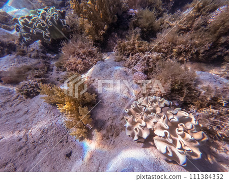 Underwater life of reef with Leather coral (Sarcophyton glaucum) and tropical fish. . 111384352