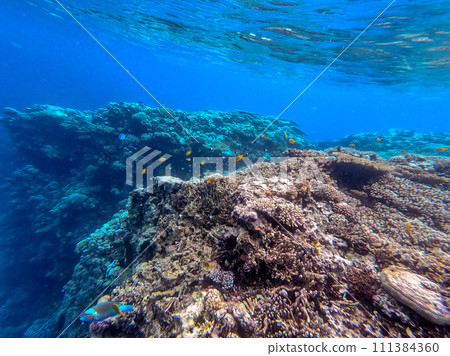 Underwater life of reef with corals and tropical fish. Coral Reef at the Red Sea, Egypt. 111384360