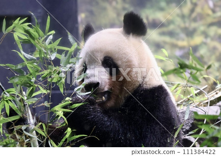 吃竹葉的熊貓 111384422