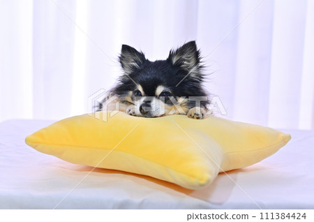 A cute Chihuahua resting his face on a star cushion A cute Chihuahua resting his face on a star cushion 111384424