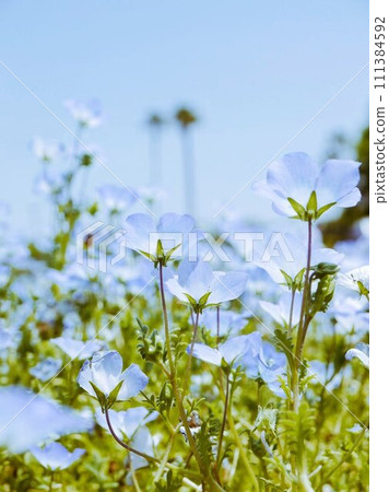 Nemophila field blooming against the blue sky Nemophila field blooming against the blue sky 111384592