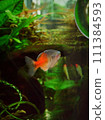 金魚和朋友一起游泳 111384593