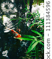 鯉魚在神社池塘裡游泳 111384596