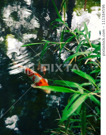 鯉魚在神社池塘裡游泳 鯉魚在神社池塘裡游泳 111384596