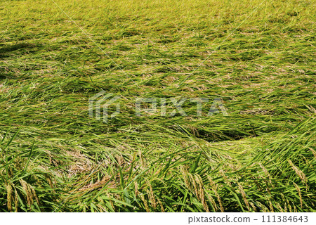 Rice field 111384643
