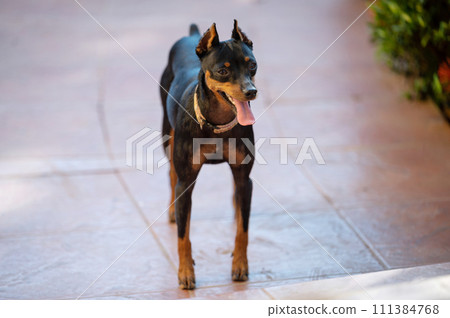 Miniature pinscher dog Miniature pinscher dog 111384768