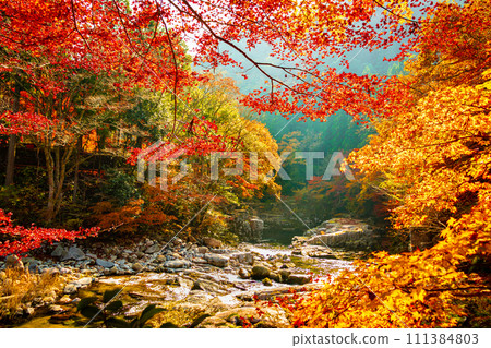 Okutsu valley in autumn 111384803