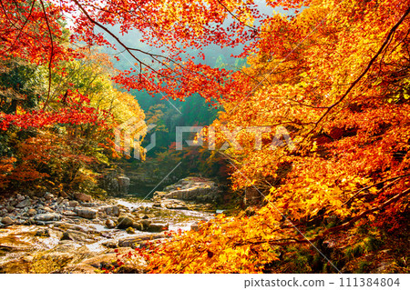 Okutsu valley in autumn 111384804